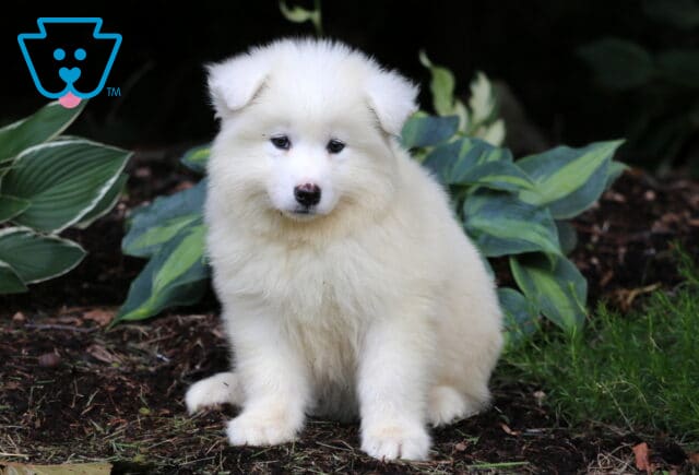 Nori Samoyed image