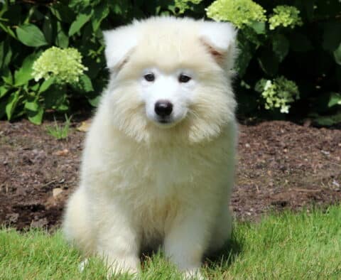 Fluffy white Samoyed puppy with a round face and soft expression, sitting on a patch of green grass in front of blooming hydrangea bushes and dark mulch.