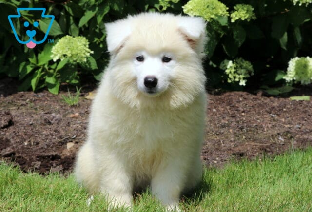 Fluffy white Samoyed puppy with a round face and soft expression, sitting on a patch of green grass in front of blooming hydrangea bushes and dark mulch. image