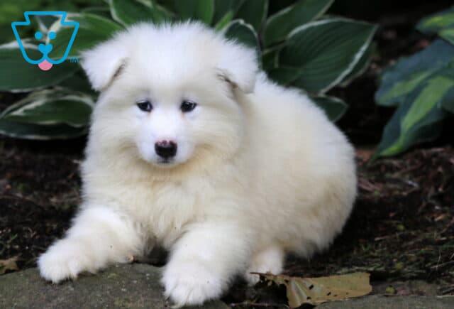 Nori Samoyed2 image