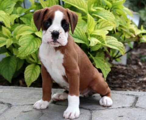 Adorable fawn Boxer puppy with a white face, chest, and front paws sitting on a stone path in front of bright green leafy plants.