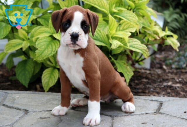 Adorable fawn Boxer puppy with a white face, chest, and front paws sitting on a stone path in front of bright green leafy plants. image
