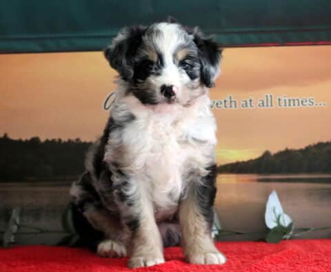 Fluffy Mini Bernedoodle puppy with a striking merle coat and white chest sitting on a red blanket in front of a scenic lake backdrop at sunset.