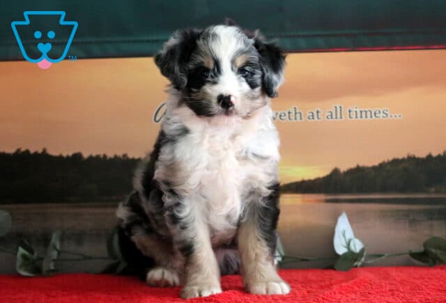 Fluffy Mini Bernedoodle puppy with a striking merle coat and white chest sitting on a red blanket in front of a scenic lake backdrop at sunset. image
