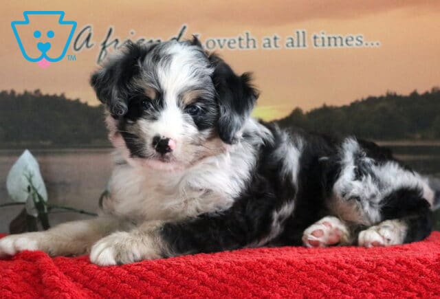 Merle Mini Bernedoodle puppy with a fluffy black, white, and tan coat lying on a red blanket in front of a peaceful lake backdrop at sunset. image