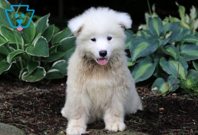 Noris Samoyed image