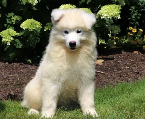 Creamy white Samoyed puppy sitting attentively on green grass in front of vibrant blooming bushes, with fluffy fur and a sweet, focused expression.