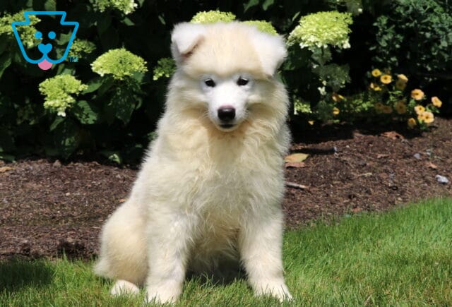 Creamy white Samoyed puppy sitting attentively on green grass in front of vibrant blooming bushes, with fluffy fur and a sweet, focused expression. image
