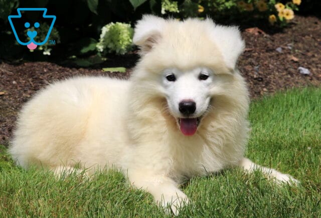 Fluffy cream-colored Samoyed puppy lying in green grass with its tongue out and a happy expression, surrounded by blooming yellow and white flowers in a garden setting. image