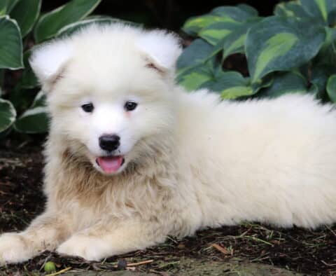 Noris Samoyed2