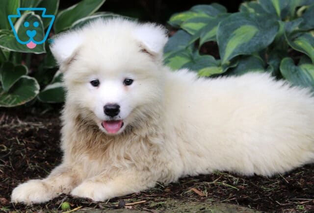Noris Samoyed2 image