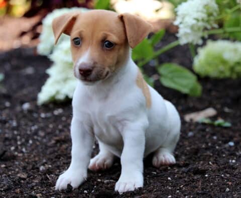 Oatmeal Jack Russell2