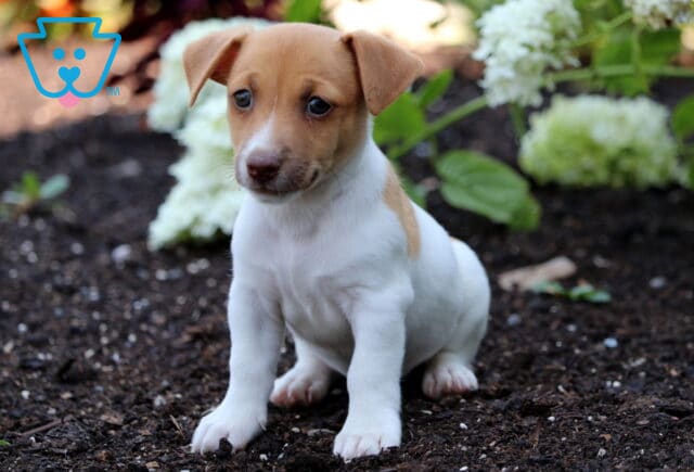 Oatmeal Jack Russell2 image