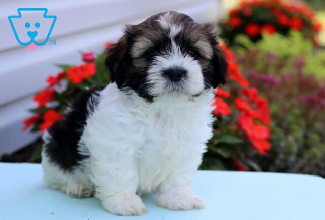 Fluffy white and black Shih Tzu puppy sitting on a light blue surface with a backdrop of vibrant red flowers and green shrubs. image