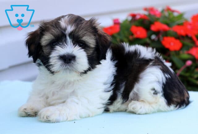White and brown Shih Tzu puppy lying down on a pale blue surface with bright red flowers in the background. image