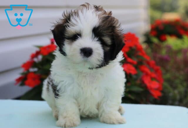 Fluffy white and brown Shih Tzu puppy sitting on a light blue surface with vibrant red flowers and greenery in the background. image