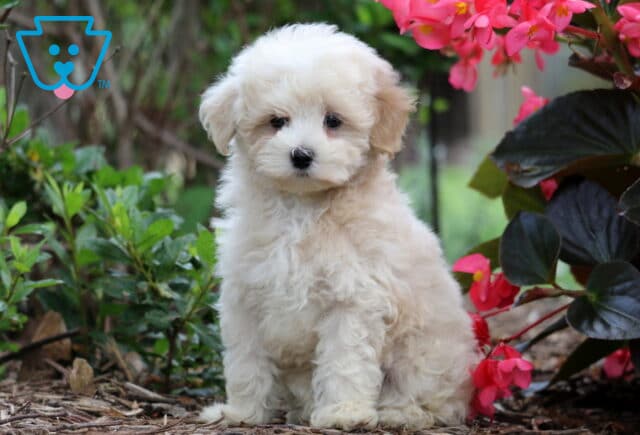 Fluffy cream-colored Maltipoo puppy sitting on mulch beside vibrant pink flowers and green shrubbery in a garden setting. image