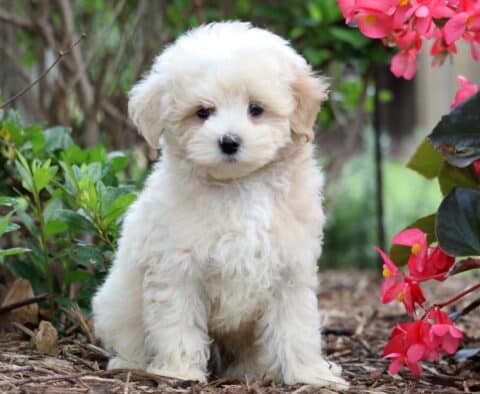 Cream-colored Maltipoo puppy with a soft, curly coat sitting outdoors among green bushes and blooming pink flowers.