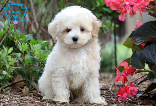 Cream-colored Maltipoo puppy with a soft, curly coat sitting outdoors among green bushes and blooming pink flowers. image