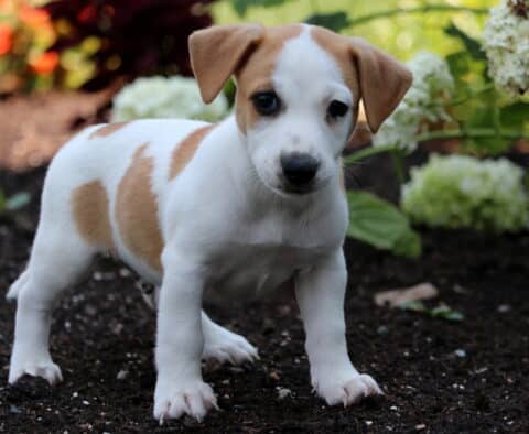 Oreo Jack Russell