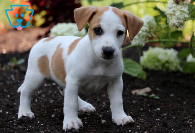 Oreo Jack Russell image