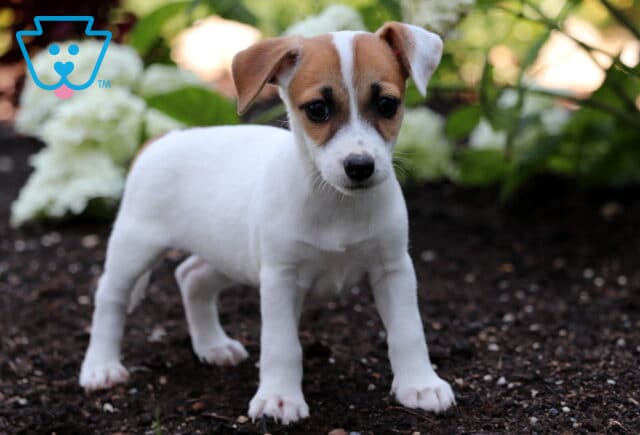 Osha Jack Russell image
