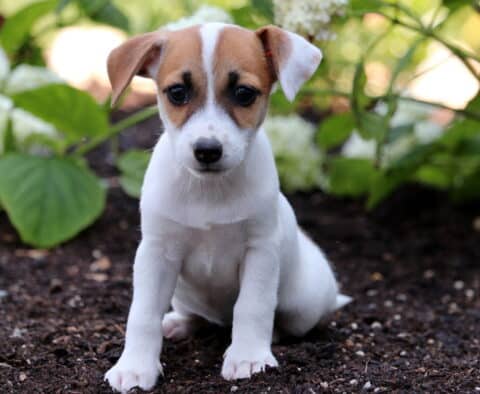 Osha Jack Russell2