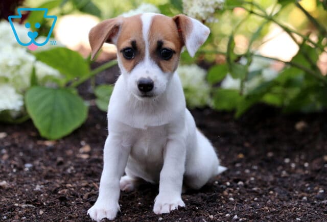 Osha Jack Russell2 image