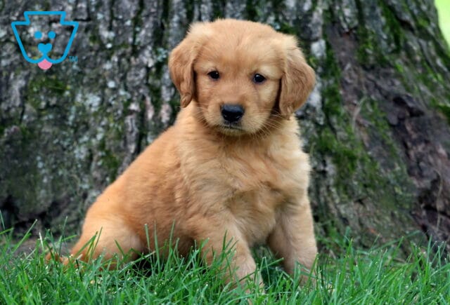 Fluffy Golden Retriever puppy sitting in the grass in front of a large tree trunk, gazing sweetly at the camera with a calm expression. image