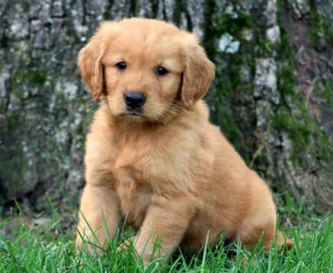 Adorable Golden Retriever puppy sitting in the grass with a tree trunk behind, looking directly at the camera with a gentle, curious gaze.
