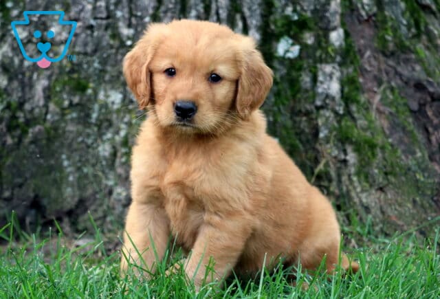 Adorable Golden Retriever puppy sitting in the grass with a tree trunk behind, looking directly at the camera with a gentle, curious gaze. image