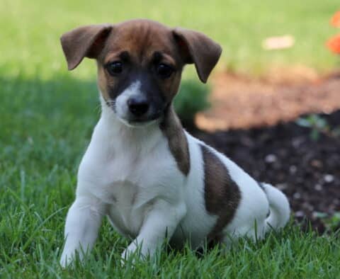 Ozzy Jack Russell