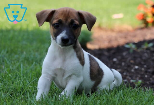 Ozzy Jack Russell image