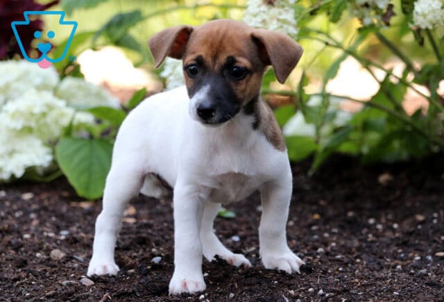 Ozzy Jack Russell2 image