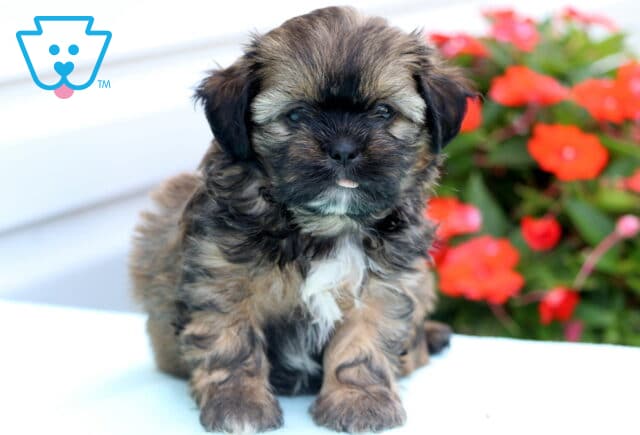 Fluffy brindle Shih Tzu puppy with a white chest sitting upright on a white surface, with its tongue slightly sticking out and vibrant red flowers in the background. image