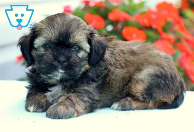Adorable brindle Shih Tzu puppy lying down on a white surface with its tiny tongue peeking out, in front of vibrant red flowers and green foliage. image
