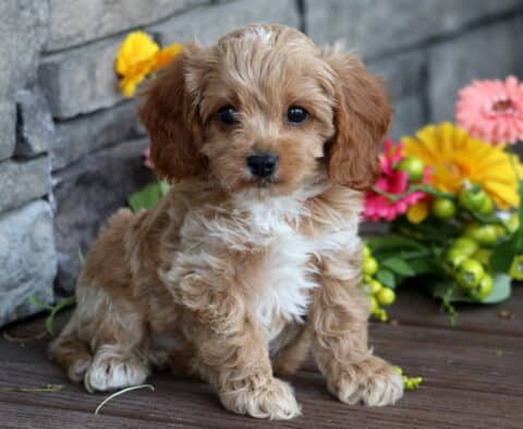 Adorable Cavapoo puppy with soft, wavy apricot-colored fur and a white chest sitting on a wooden deck beside colorful artificial flowers and a stone wall background.