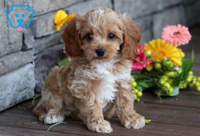 Adorable Cavapoo puppy with soft, wavy apricot-colored fur and a white chest sitting on a wooden deck beside colorful artificial flowers and a stone wall background. image