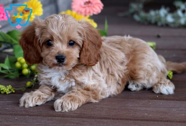 Fluffy Cavapoo puppy with light apricot curls and white accents lying down on a wooden deck with colorful artificial flowers in the background. image