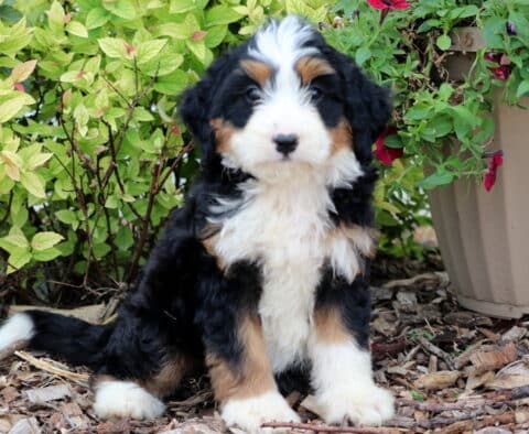 Mini Bernedoodle puppy with a classic black, white, and tan tri-color coat, sitting on mulch beside a green shrub and a tan flower pot filled with blooming red and purple petunias.