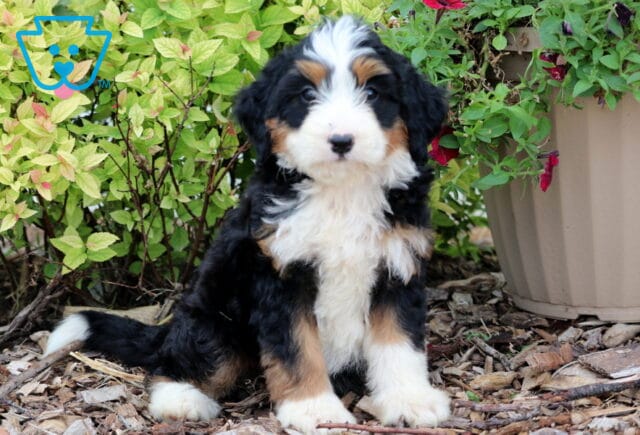 Mini Bernedoodle puppy with a classic black, white, and tan tri-color coat, sitting on mulch beside a green shrub and a tan flower pot filled with blooming red and purple petunias. image