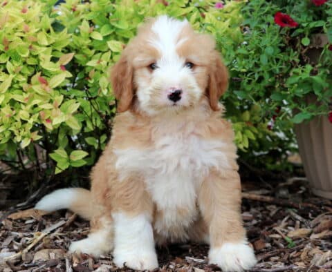 Mini Bernedoodle puppy with a fluffy cream and white coat, featuring a wide white blaze on the face and chest, sitting on mulch between green leafy shrubs and a tan flower pot with red flowers.