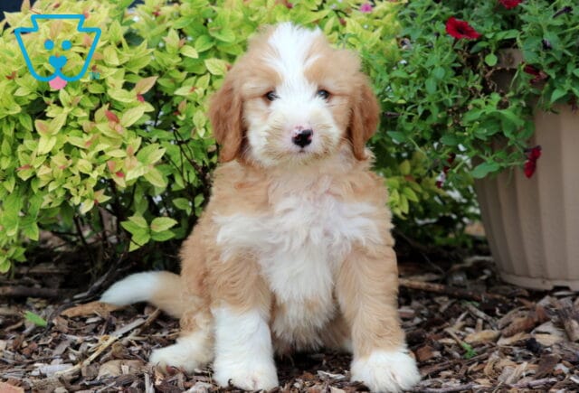 Mini Bernedoodle puppy with a fluffy cream and white coat, featuring a wide white blaze on the face and chest, sitting on mulch between green leafy shrubs and a tan flower pot with red flowers. image