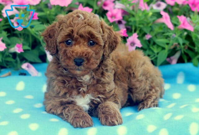 Mini Poodle puppy with a fluffy red coat and white chest patch laying on a blue polka dot blanket, surrounded by blooming pink flowers. image
