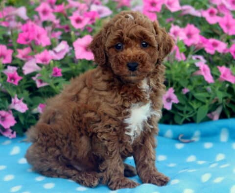 Fluffy red Mini Poodle puppy with a large white patch on its chest sitting upright on a blue polka dot blanket, framed by vibrant pink flowers in full bloom.