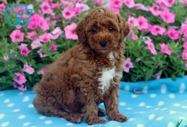 Fluffy red Mini Poodle puppy with a large white patch on its chest sitting upright on a blue polka dot blanket, framed by vibrant pink flowers in full bloom. image