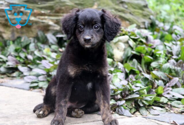 Adorable Mini Bernedoodle puppy with a fluffy black and brown coat, sitting on a stone path surrounded by lush green and purple foliage. image