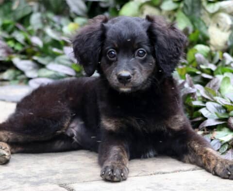 Mini Bernedoodle puppy with a soft black and brown coat, laying on a stone surface and looking up with bright eyes, surrounded by leafy greenery.