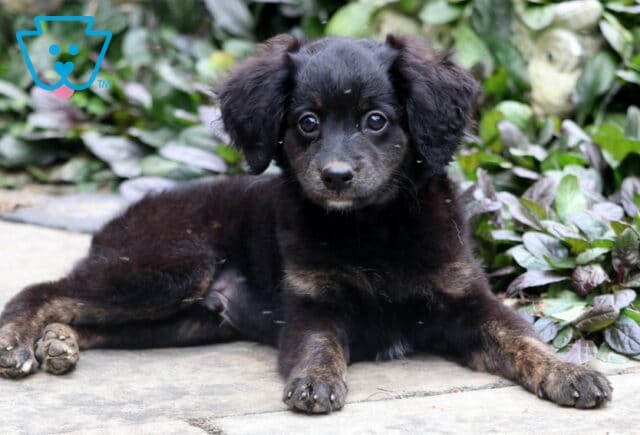 Mini Bernedoodle puppy with a soft black and brown coat, laying on a stone surface and looking up with bright eyes, surrounded by leafy greenery. image