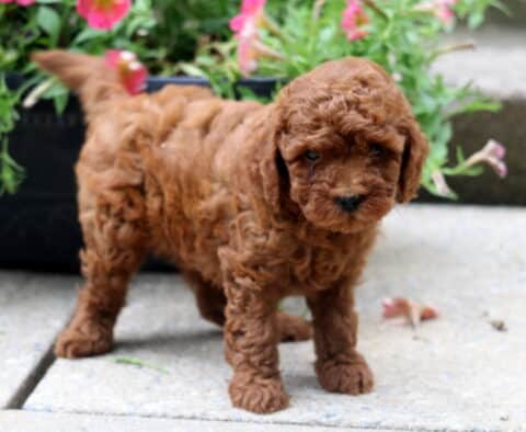Adorable curly-coated toy poodle puppy with a reddish-brown coat standing on a stone path near pink flowers in a black planter.